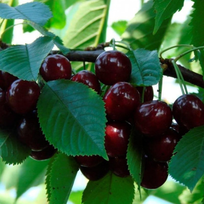 Черешня Мулатка