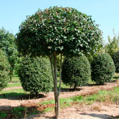 Боярышник Арнольда стриженный (шар)