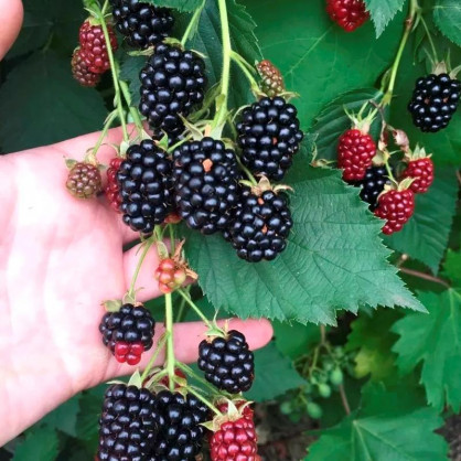 Ежевика ремонтантная ТорнФри