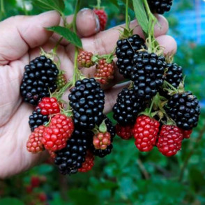 Ежевика Дойл