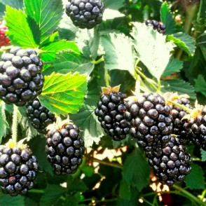 Ежевика Лох Тей