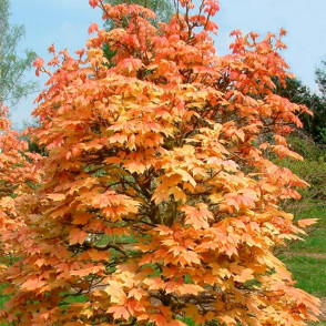 Клен ложноплатановый Бриллиантиссимум