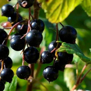 Смородина черная Титания на штамбе