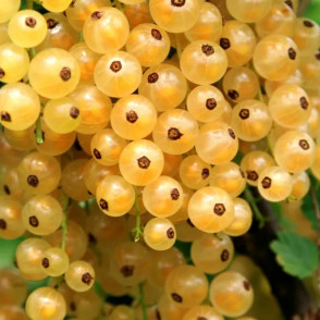 Смородина Бланка (белая) на штамбе