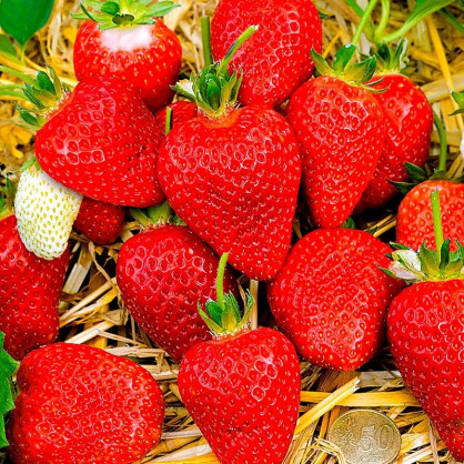 Клубника Альба