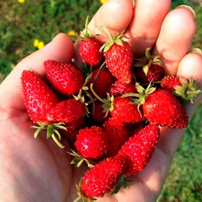 Земляника Барон Солемахер