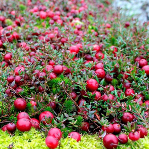 Клюква Садовая