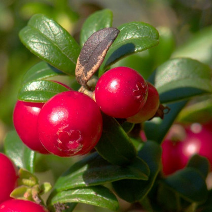 Клюква крупноплодная Марко Ховес