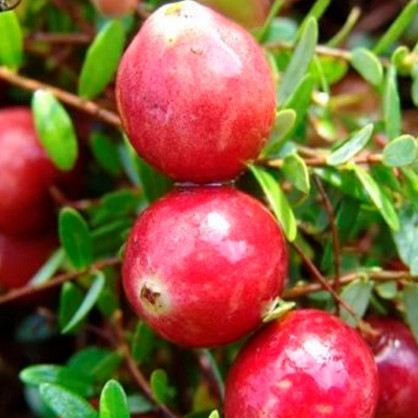 Клюква крупноплодная Стивенс