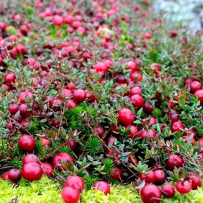 Клюква крупноплодная Пилигрим