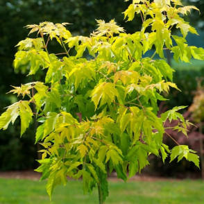 Клен ясенелистный (американский) Келлис Голд