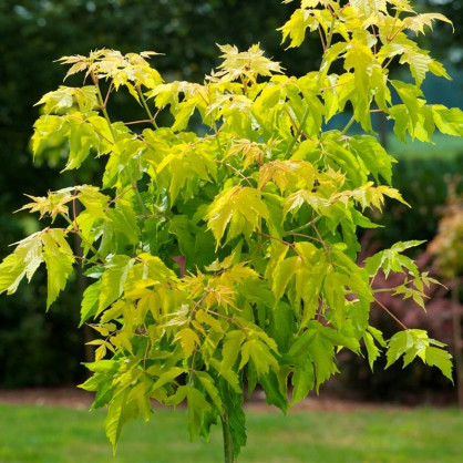 Клен ясенелистный (американский) Келлис Голд