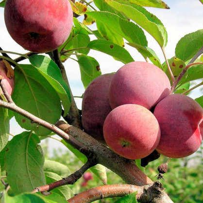 Яблоня Легенда