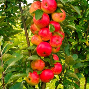 Яблоня колонновидная Арбат