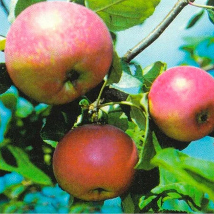 Яблоня Краса Свердловская
