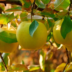 Яблоня Папироянтарное