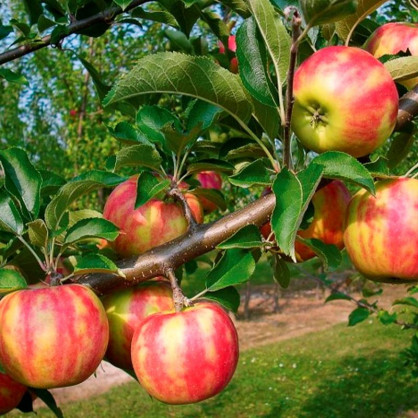 Яблоня Карнавал (Karneval)