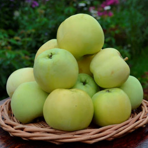 Яблоня Налив Исетский