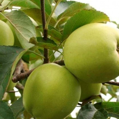 Яблоня Корей