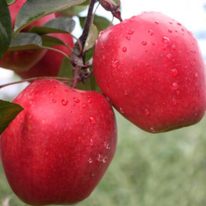 Яблоня Степан Разин