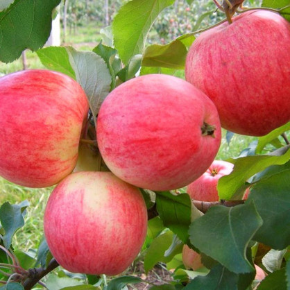 Яблоня Воргуль