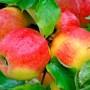 Яблоня Кинг Джонатан