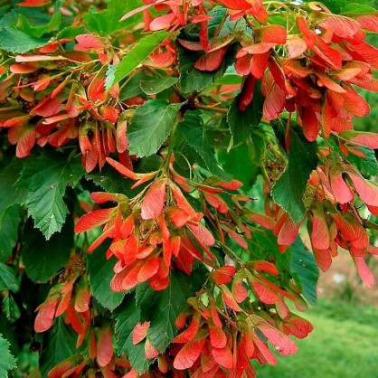 Клен Татарский (Acer tataricum)
