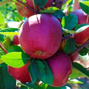 Яблоня Ред Велокс