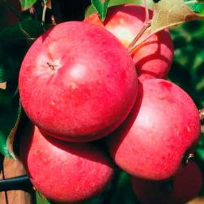 Яблоня Бени Шогун