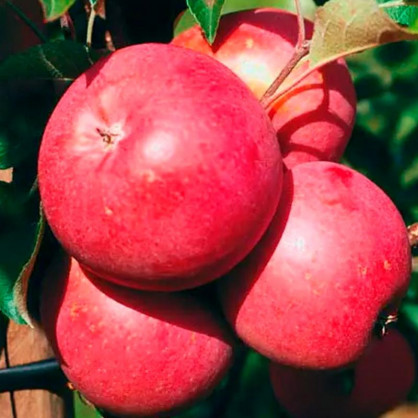 Яблоня Бени Шогун