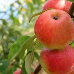 Яблоня Канзи