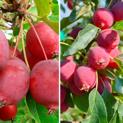 Яблоня Райка