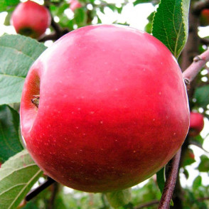 Яблоня Красное раннее