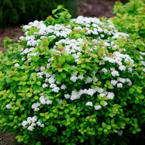 Спирея березолистная Тор Голд