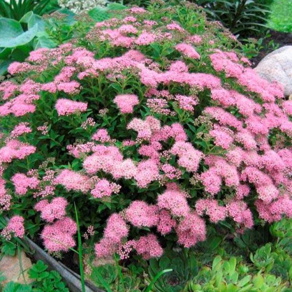 Спирея Джапанис Дварф