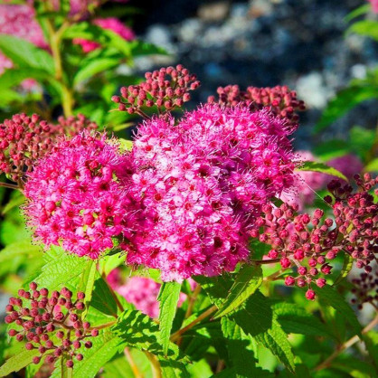 Спирея японская Неон Флеш