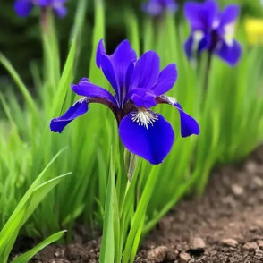 Ирис Сибирский                     