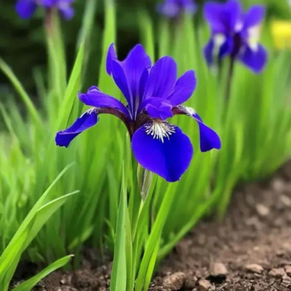 Ирис Сибирский                     