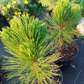 Сосна горная Варелла (Pinus mugo Varella)