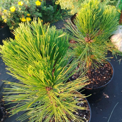 Сосна горная Варелла (Pinus mugo Varella)