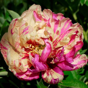 Пион Лолипоп (Lollipop)