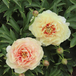 Пион Канарский Бриллиантс