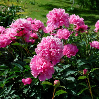 Пион Барбара