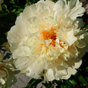 Пион Ванила Шнапс (Paeonia Vanilla Schnapps)