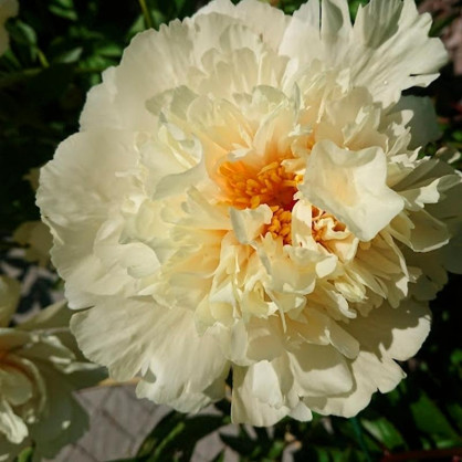 Пион Ванила Шнапс (Paeonia Vanilla Schnapps)