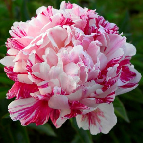 Пион Кэнди Страйп (Paeonia Candy Stripe)