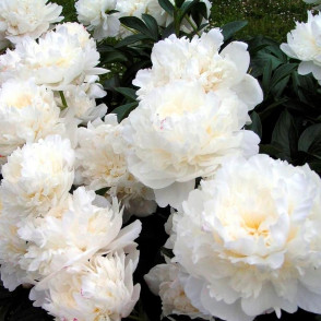 Пион Уайт Дабл (Paeonia White Double)