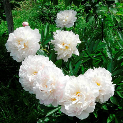 Пион Гардения (Paeonia Gardenia)