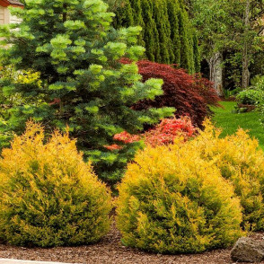 Туя западная Рейнголд