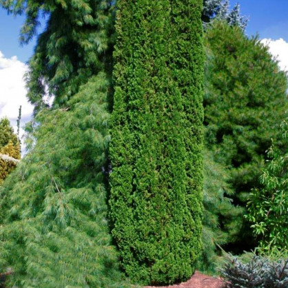Туя западная Дегрут Спайр